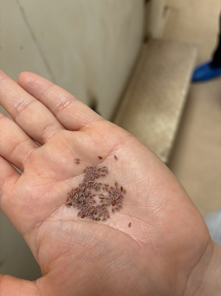 サイリウムの種子