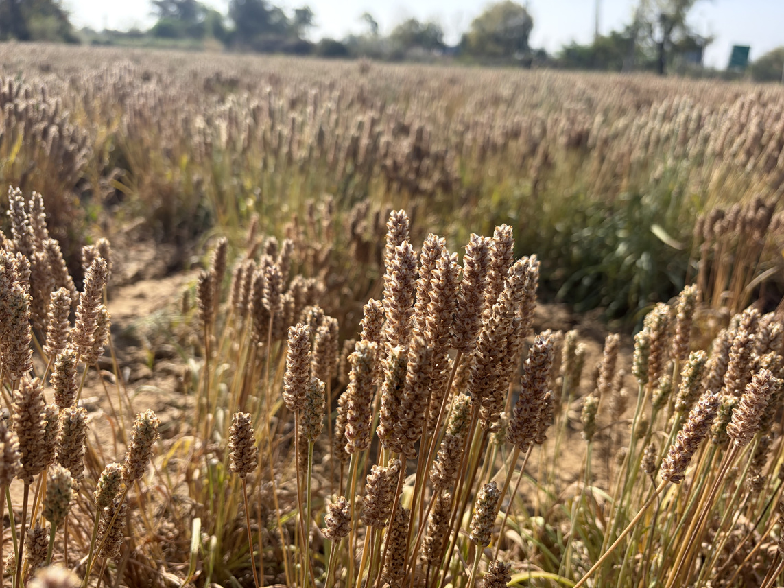 サイリウムの穂